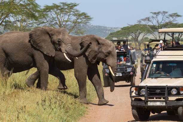 tanzania-3-days-sharing-joining-safari
